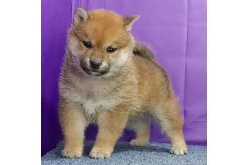 成約済の愛知県の柴犬-368537の2枚目